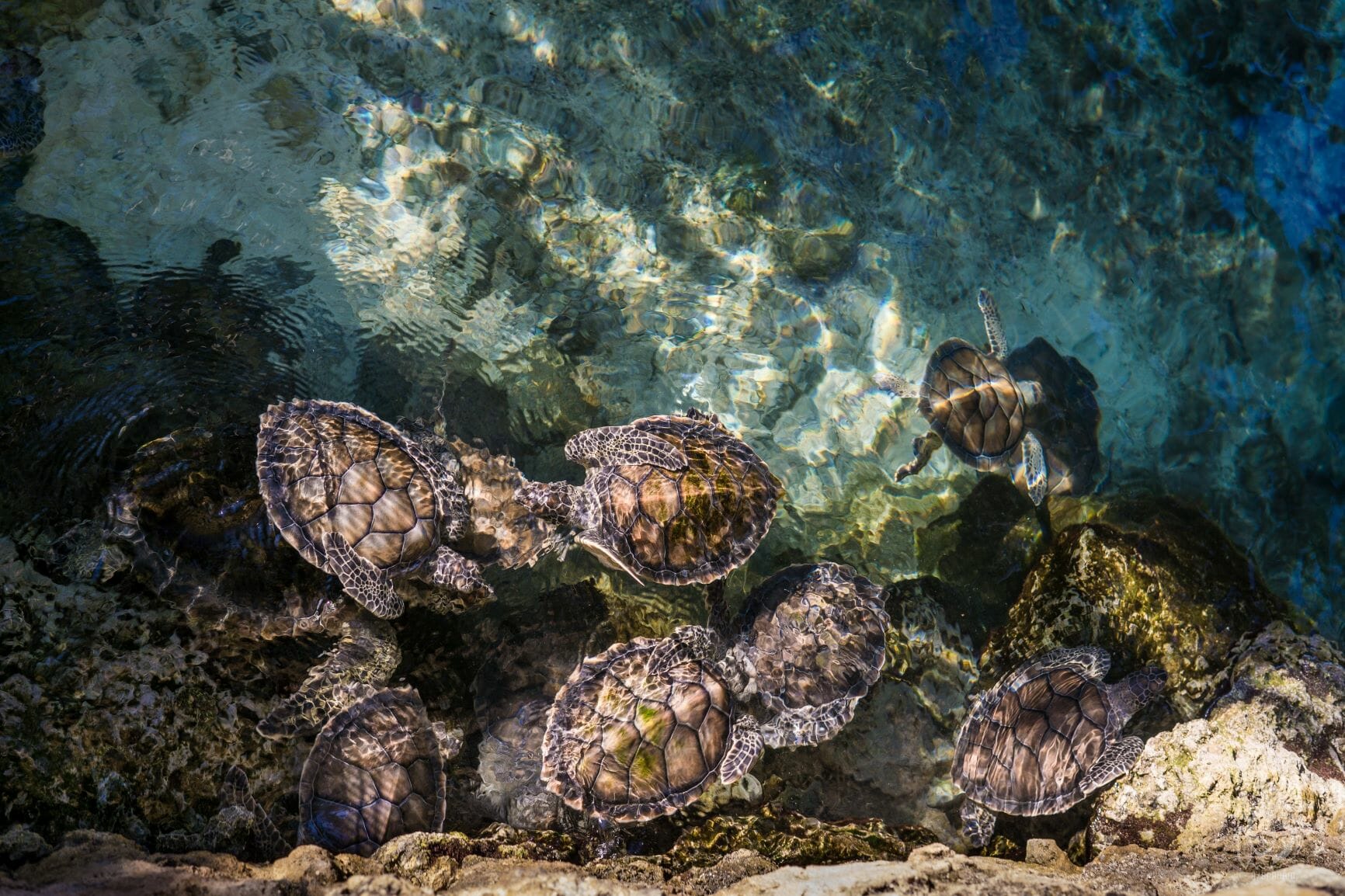 Turtles at Xcaret Nature Park